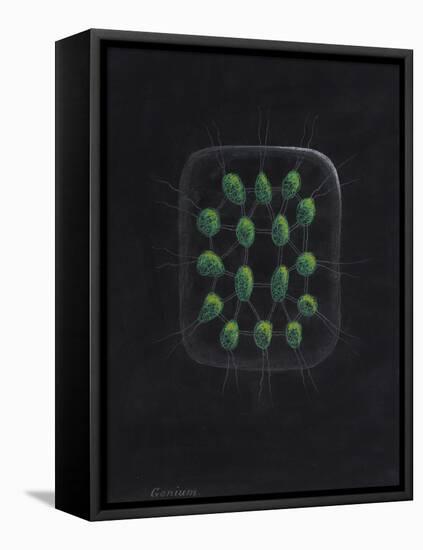 Alga-Philip Henry Gosse-Framed Stretched Canvas