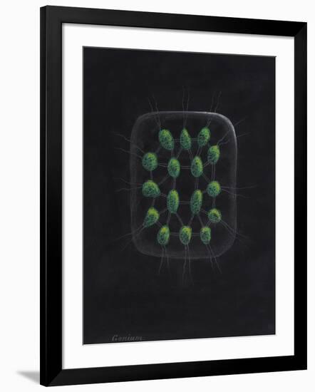 Alga-Philip Henry Gosse-Framed Giclee Print