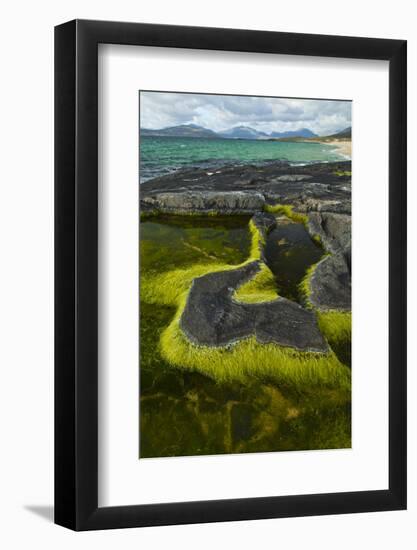 Algae Growing in a Pool on a Rock, Scarista Beach, South Harris, Outer Hebrides, Scotland, UK-Muñoz-Framed Photographic Print