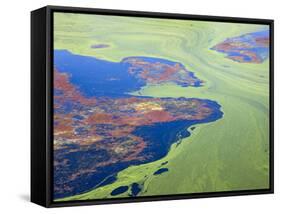 Algae on the Water, Indhar Lake, Udaipur, Rajasthan, India-Keren Su-Framed Stretched Canvas