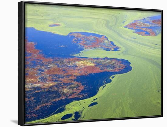 Algae on the Water, Indhar Lake, Udaipur, Rajasthan, India-Keren Su-Framed Photographic Print