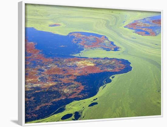 Algae on the Water, Indhar Lake, Udaipur, Rajasthan, India-Keren Su-Framed Photographic Print