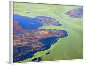 Algae on the Water, Indhar Lake, Udaipur, Rajasthan, India-Keren Su-Framed Photographic Print