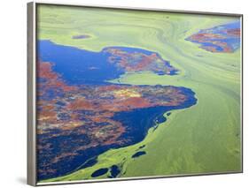Algae on the Water, Indhar Lake, Udaipur, Rajasthan, India-Keren Su-Framed Photographic Print