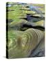 Algae-Tinted Sandstone Formations, Seal Rock Beach, Oregon, USA-Jaynes Gallery-Stretched Canvas