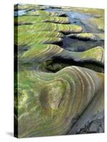 Algae-Tinted Sandstone Formations, Seal Rock Beach, Oregon, USA-Jaynes Gallery-Stretched Canvas