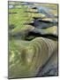 Algae-Tinted Sandstone Formations, Seal Rock Beach, Oregon, USA-Jaynes Gallery-Mounted Photographic Print