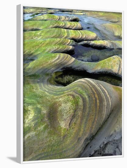 Algae-Tinted Sandstone Formations, Seal Rock Beach, Oregon, USA-Jaynes Gallery-Framed Photographic Print