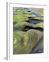 Algae-Tinted Sandstone Formations, Seal Rock Beach, Oregon, USA-Jaynes Gallery-Framed Photographic Print