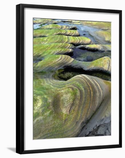 Algae-Tinted Sandstone Formations, Seal Rock Beach, Oregon, USA-Jaynes Gallery-Framed Photographic Print