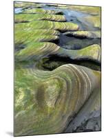 Algae-Tinted Sandstone Formations, Seal Rock Beach, Oregon, USA-Jaynes Gallery-Mounted Photographic Print