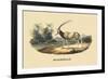 Algazelle-E.f. Noel-Framed Premium Giclee Print