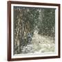 Algiers (Algeria), Bamboo Alley at the Jardin D'Essai-Leon, Levy et Fils-Framed Photographic Print