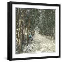 Algiers (Algeria), Bamboo Alley at the Jardin D'Essai-Leon, Levy et Fils-Framed Photographic Print