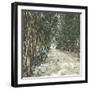 Algiers (Algeria), Bamboo Alley at the Jardin D'Essai-Leon, Levy et Fils-Framed Photographic Print