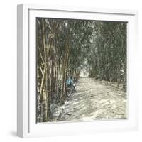 Algiers (Algeria), Bamboo Alley at the Jardin D'Essai-Leon, Levy et Fils-Framed Photographic Print