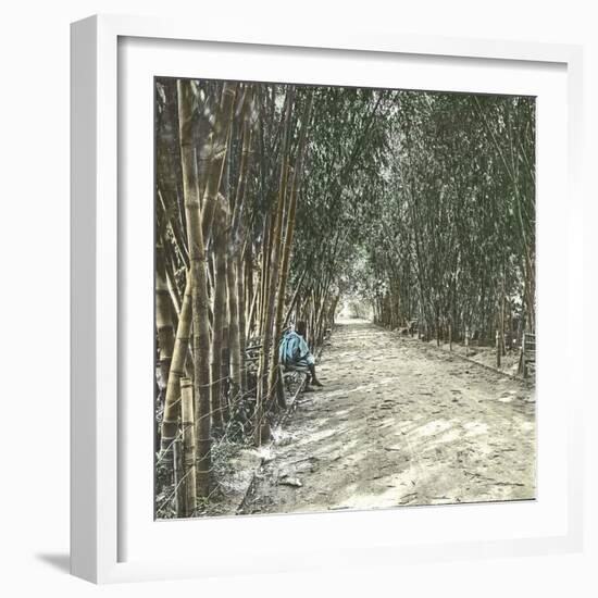 Algiers (Algeria), Bamboo Alley at the Jardin D'Essai-Leon, Levy et Fils-Framed Photographic Print