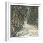 Algiers (Algeria), Bamboo Alley at the Jardin D'Essai-Leon, Levy et Fils-Framed Photographic Print