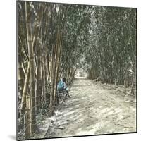 Algiers (Algeria), Bamboo Alley at the Jardin D'Essai-Leon, Levy et Fils-Mounted Photographic Print