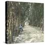 Algiers (Algeria), Bamboo Alley at the Jardin D'Essai-Leon, Levy et Fils-Stretched Canvas