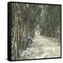 Algiers (Algeria), Bamboo Alley at the Jardin D'Essai-Leon, Levy et Fils-Framed Stretched Canvas