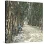 Algiers (Algeria), Bamboo Alley at the Jardin D'Essai-Leon, Levy et Fils-Stretched Canvas