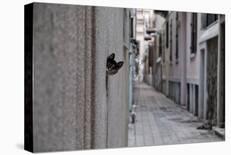 Dantel Street Cat-Ali Ayer-Photographic Print