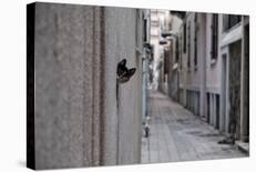 Dantel Street Cat-Ali Ayer-Giclee Print