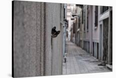 Dantel Street Cat-Ali Ayer-Giclee Print