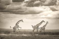 Three Is a Crowd!-Ali Khataw-Photographic Print