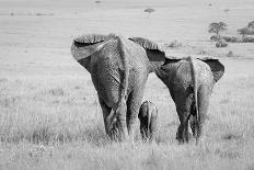 Three Is a Crowd!-Ali Khataw-Framed Photographic Print