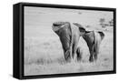 Framed Canvas