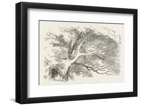 Alice and the Cheshire Cat the Cheshire Cat Fades Away-John Tenniel-Framed Photographic Print