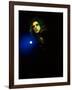 Alice Cooper-null-Framed Premium Photographic Print