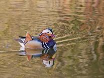 Beijing China, Male Mandarin Duck flapping wings-Alice Garland-Photographic Print