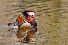 Beijing, China, Male mandarin duck swimming in pond-Alice Garland-Photographic Print