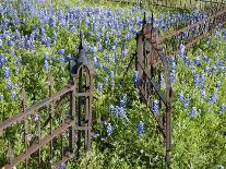 Bluebonnets and Oak Tree, Hill Country, Texas, USA-Alice Garland-Photographic Print