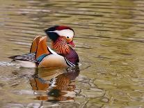 Beijing China, Male Mandarin Duck flapping wings-Alice Garland-Photographic Print
