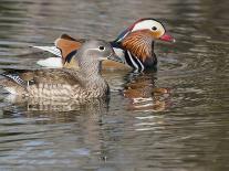 Beijing, China, Male mandarin duck swimming in pond-Alice Garland-Photographic Print