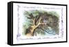 Alice in Wonderland: The Cheshire Cat-John Tenniel-Framed Stretched Canvas