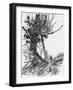 Alice 's Adventures in Wonderland by Lewis Carroll-Arthur Rackham-Framed Giclee Print