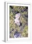 White Frame