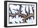 Black Frame
