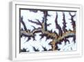 White Frame