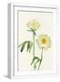 White Frame