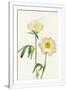 Gramercy White
