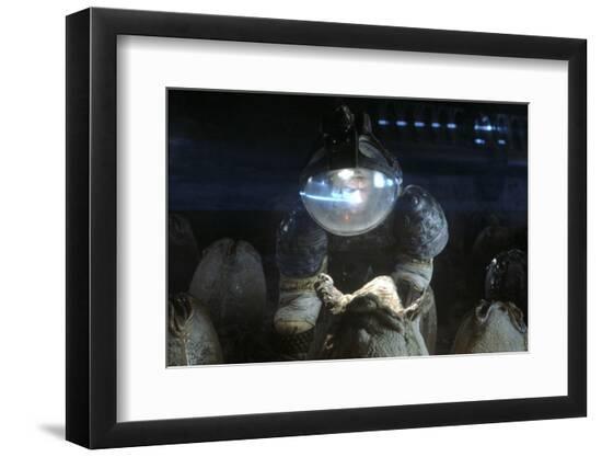 Photo, , large