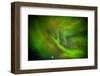 Alien Like Patterns in the Auroras, Aurora Borealis or Northern Lights, Lapland,Sweden-null-Framed Photographic Print