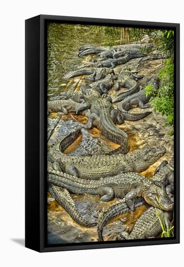 Aligators, Alligator Farm Zoological Park, St. Augustine, Florida-Rona Schwarz-Framed Stretched Canvas