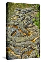Aligators, Alligator Farm Zoological Park, St. Augustine, Florida-Rona Schwarz-Stretched Canvas